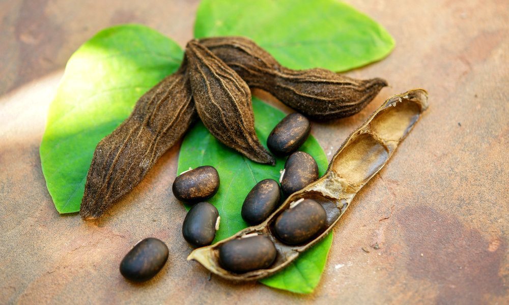 mucuna-pruriens-and-testosterone-a-source-of-l-dopa